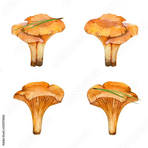 Chanterelles mushrooms set. Watercolor hand drawn collection isolated on white background. For stickers, scrapbooking, textile, print, packaging, menu.