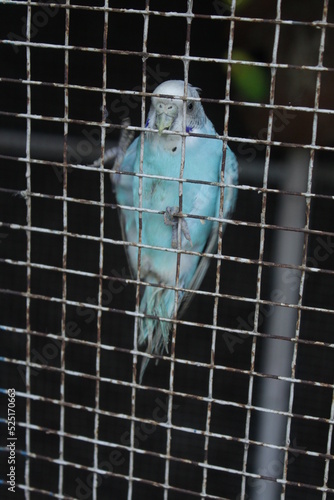  Parrote Net Hd Image Image