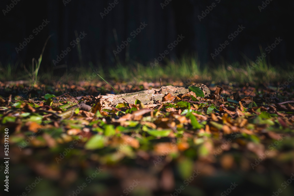 piece of dead wood lying in the early autumn falling leaves during golden hour in the forest piece of dead wood lying in the early autumn falling leaves during golden hour in the forest