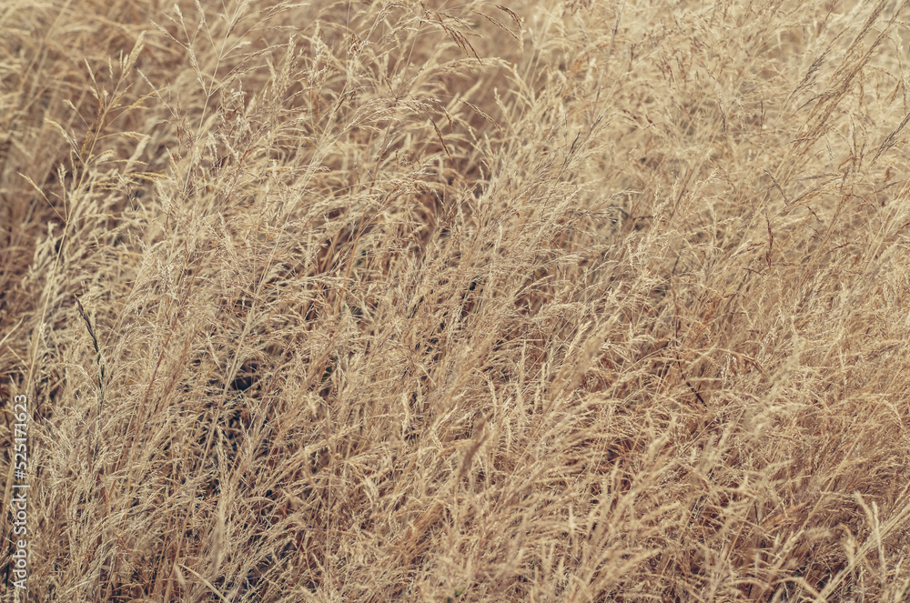 Closeup of ears of wild cereal crops Closeup of ears of wild cereal crops