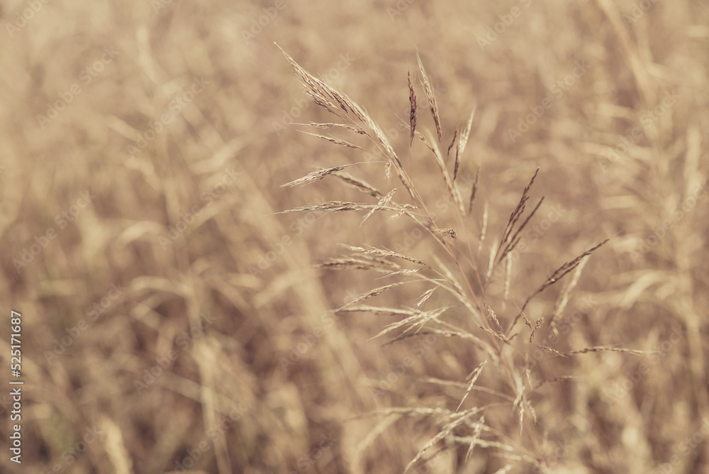 Fototapeta premium Sunlit decorative golden grass.