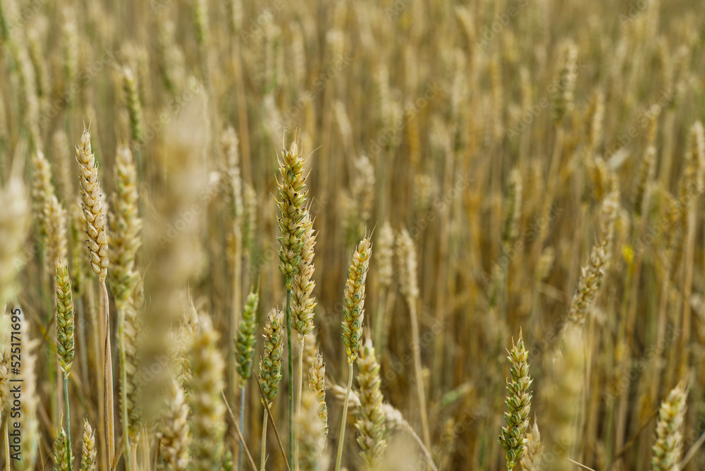 Wheat field with golden spikelets