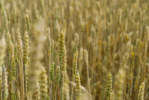 Wheat field with golden spikelets