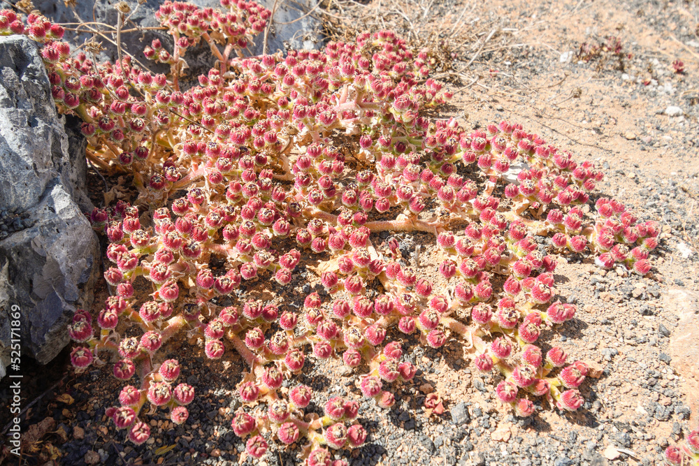 Mesembryanthemum crystallinum growing on the desert soil of Lanzarote Mesembryanthemum crystallinum growing on the desert soil of Lanzarote