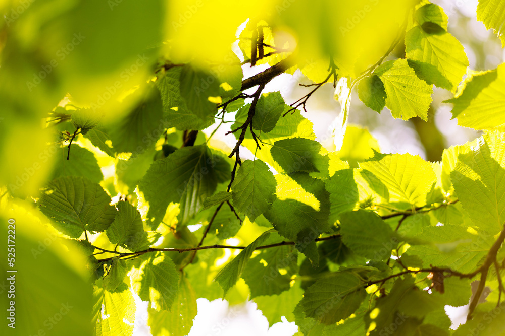 Obraz premium Summer sun shining through the green foliage of the trees. The concept of ecology, healthy lifestyle, natural cosmetics, zero waste. Copy space. Green background leaves.