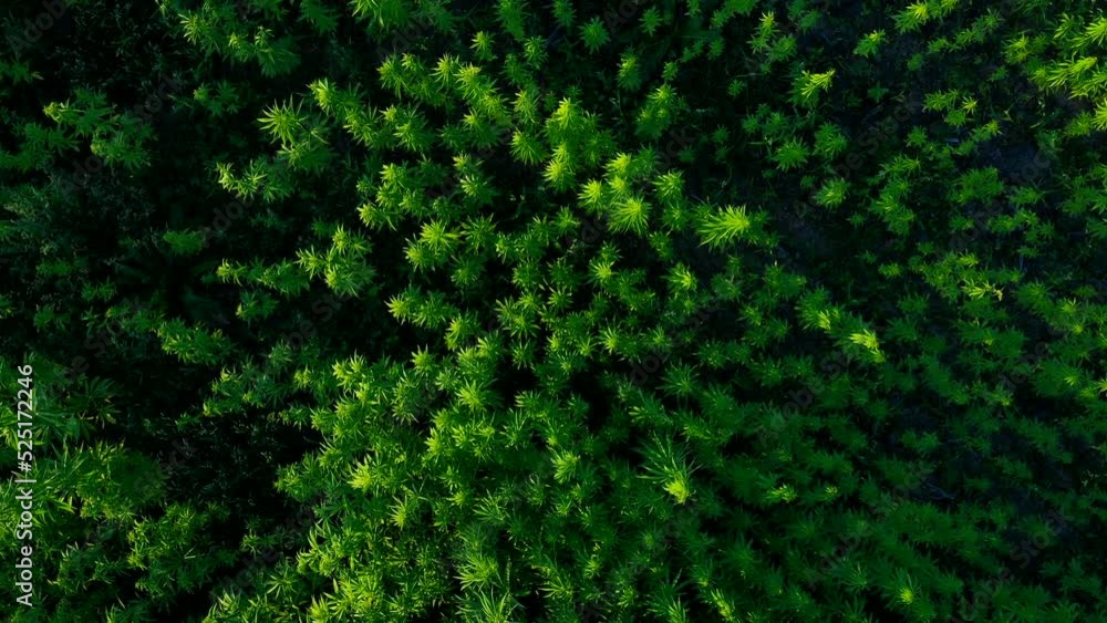 field of green cannabis top view close-up Aerial Dron Shot field of green cannabis top view close-up Aerial Dron Shot