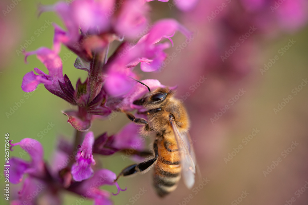 Bee on salvia Bee on salvia