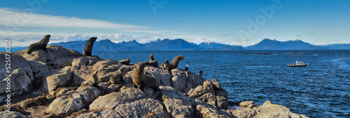 Isla Refugio , Patagonia Norte Chile