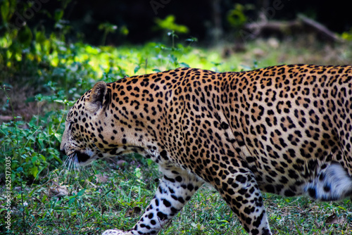 Canvas Print leopard on a tree