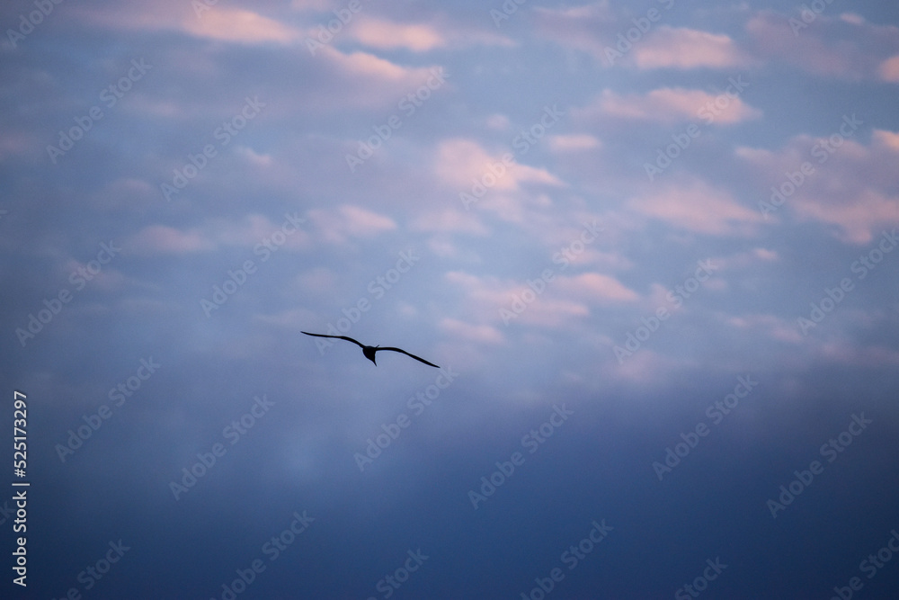 Obraz premium bird at sunrise