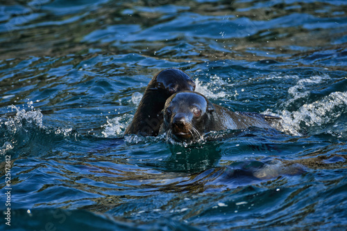 Lobo marino nadando, Chile 