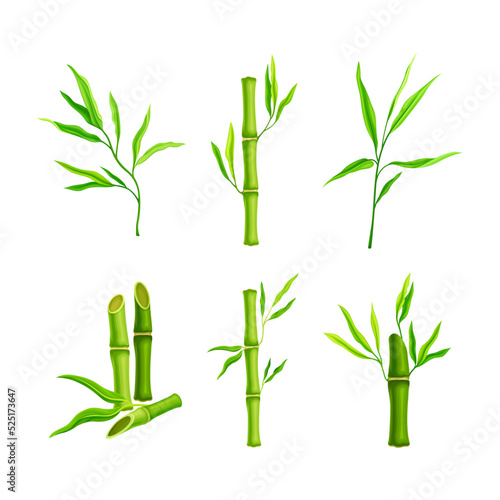 Set of gresh green bamboo sticks with leaves  decoration elements cartoon vector illustration