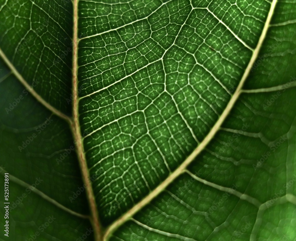 Plantes Plantes