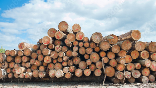 round forest  in the photo tree trunks prepared for further processing  blue sky and clouds in the background