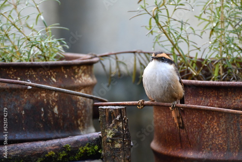 Rayadito, sur de Chile
