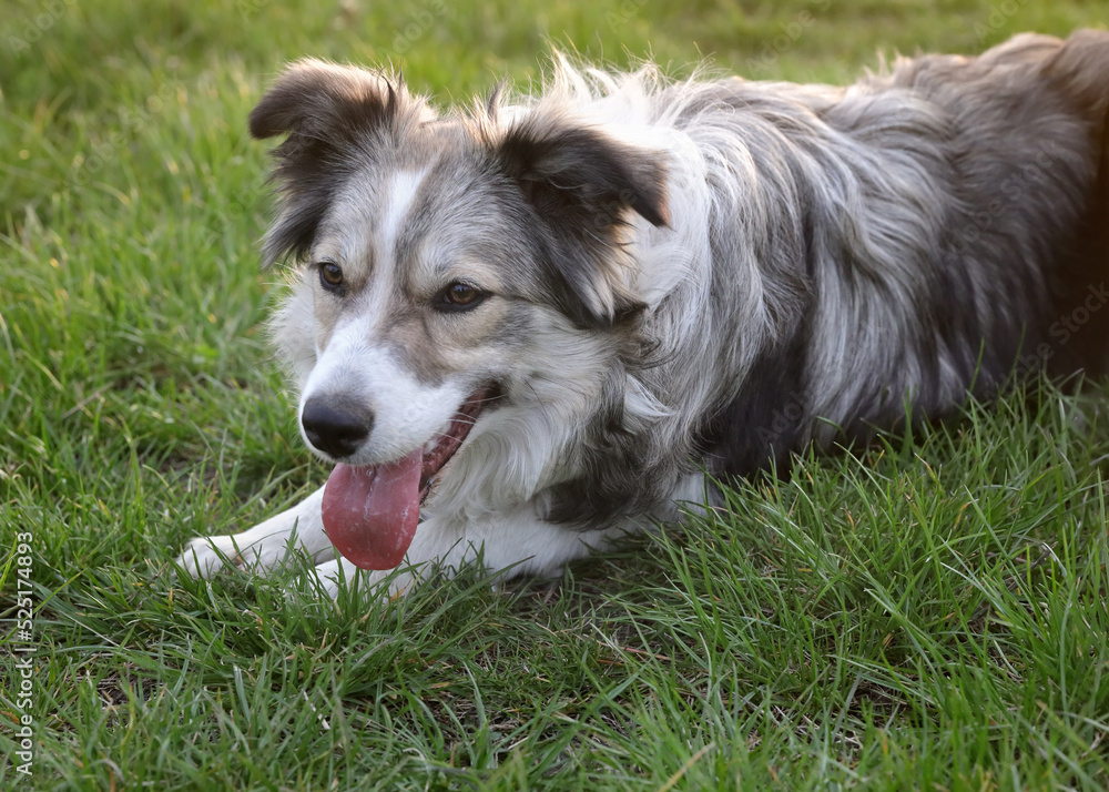 Young border collie laying at grass and gasping in late afternoon
