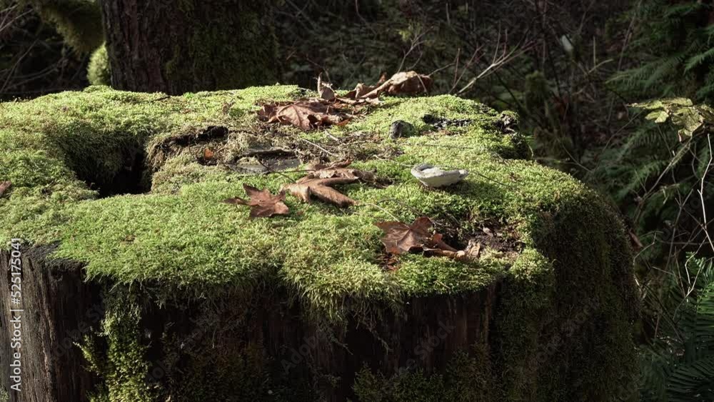 Massive tree stump covered with moss and fallen leaves in a damp autumn ...