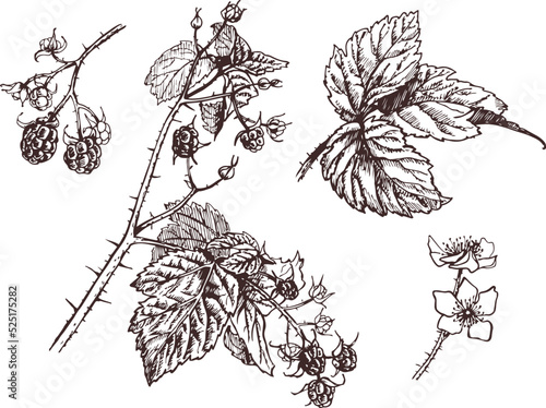 A hand-drawn vector illustration. Wild blackberries.