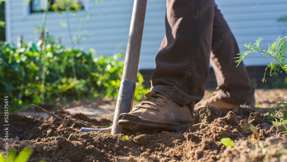 The farmer digs the soil in the vegetable garden. Preparing the soil for planting vegetables. Gardening concept. Agricultural work on the plantation The farmer digs the soil in the vegetable garden. Preparing the soil for planting vegetables. Gardening concept. Agricultural work on the plantation