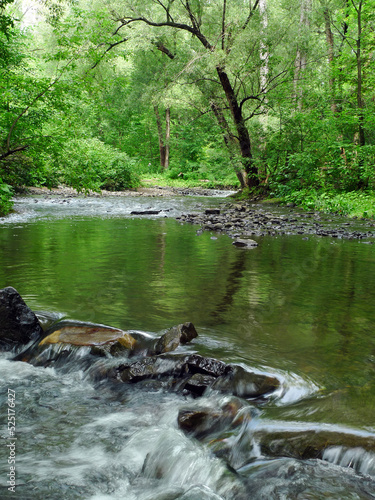 une rivière dans la forêt en été