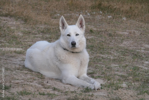 Weißer Schäferhund am Strand