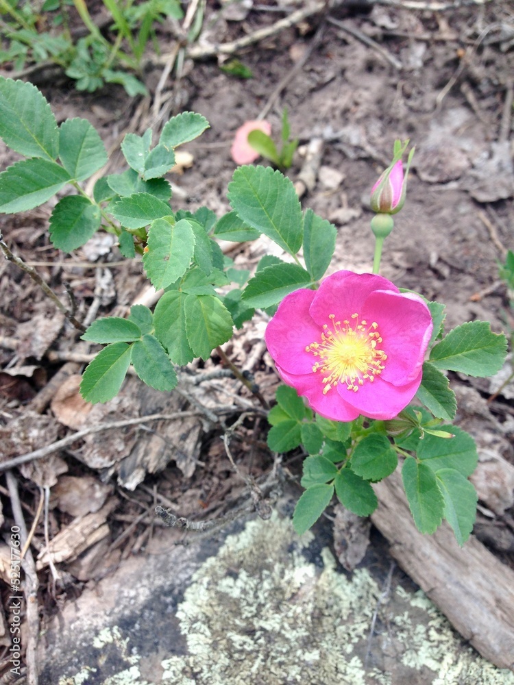 Pink Flower on Dirt Background Pink Flower on Dirt Background