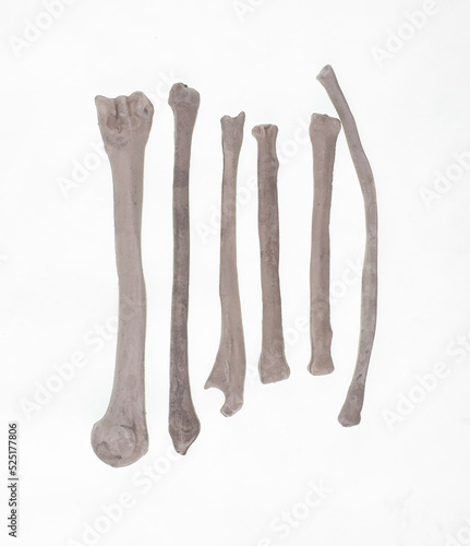 human bones isolated on white background