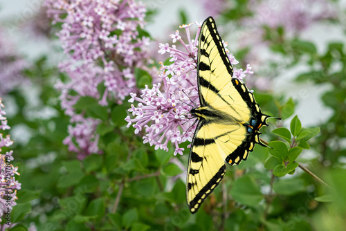 Eastern tiger swallowtail butterfly on flower photo