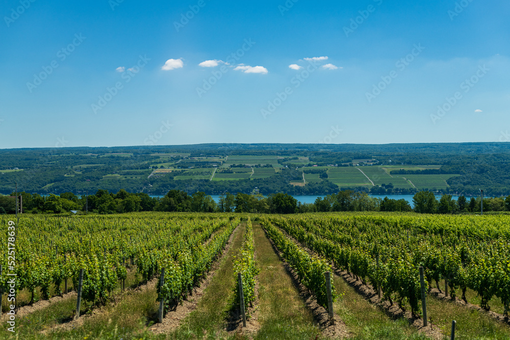 Vineyard in Finger Lakes region