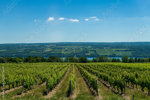 Vineyard in Finger Lakes region