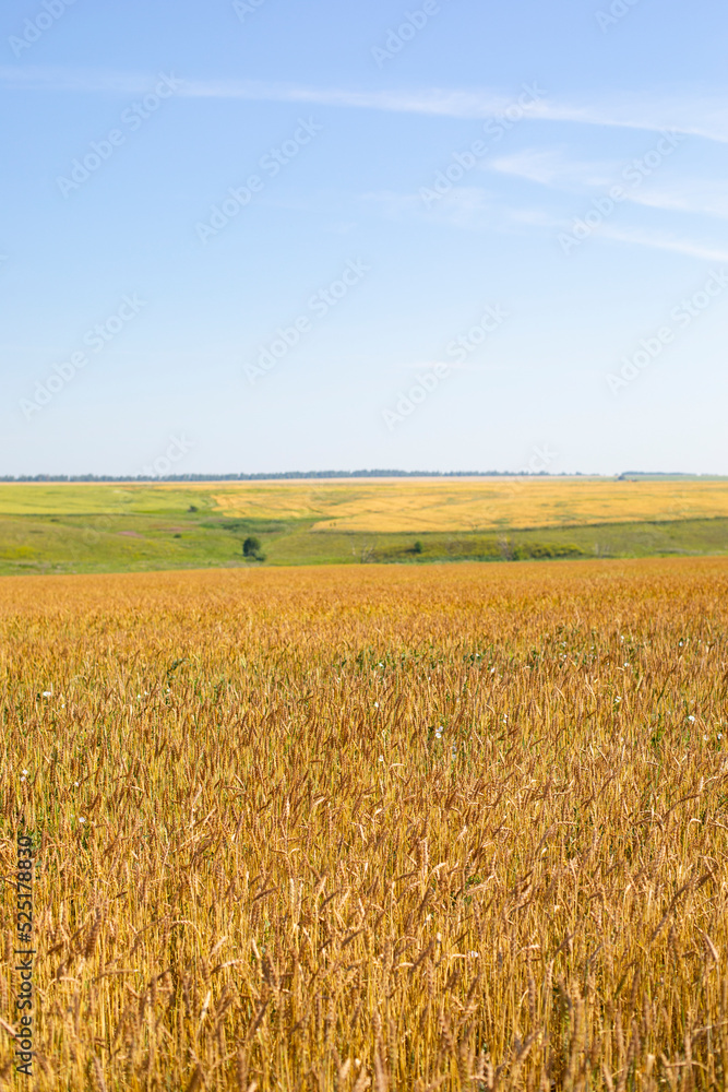 Ripe ears of rye field harvest season, bountiful harvest of rye