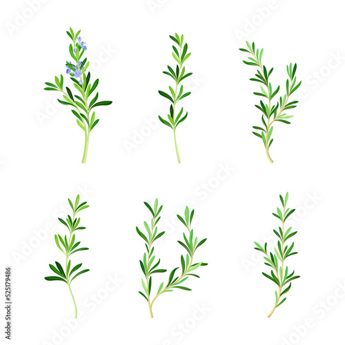 Rosemary Twig as Perennial Herb with Fragrant, Evergreen, Needle-like Leaves and Blue Flowers Vector Set