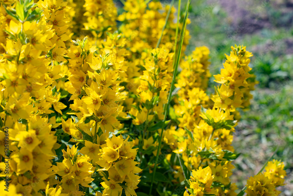 Fototapeta premium Lysimachia vulgaris blossom in the meadow, sunny natural background
