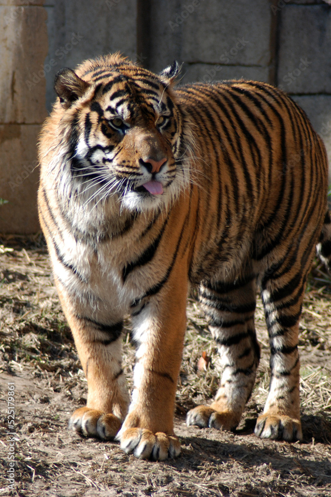 Fototapeta premium Standing Bengal Tiger 
