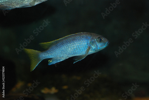 Blue-Yellow Cichlid 