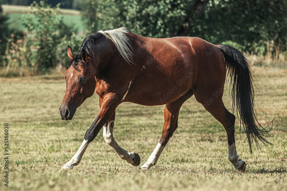 Portrait of a bay pinto arabian crossbreed horse gelding galloping across a meadow in summer outdoors Portrait of a bay pinto arabian crossbreed horse gelding galloping across a meadow in summer outdoors