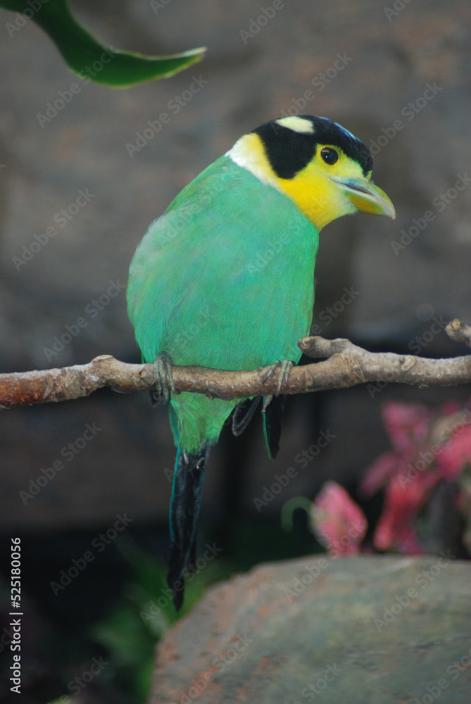 Perched Long-tailed Broadbill
