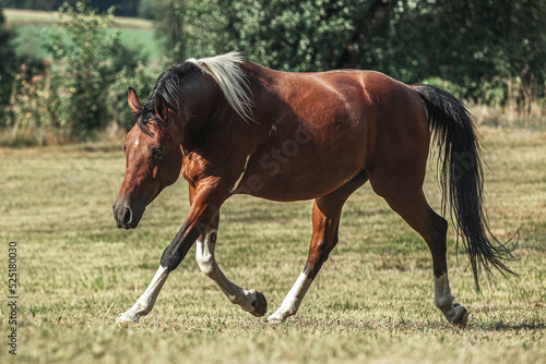 Portrait of a bay pinto arabian crossbreed horse gelding galloping across a meadow in summer outdoors © Annabell Gsödl