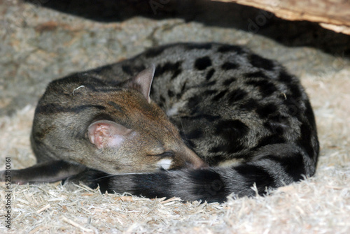 Sleeping Large Spotted Genet 