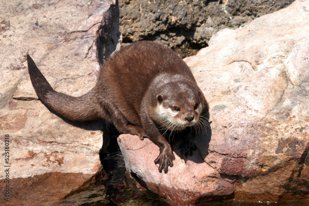 Obraz premium Asian Small-Clawed Otter 