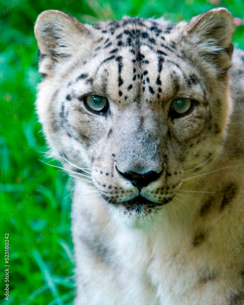 Fototapeta premium Snow Leopard Portrait 