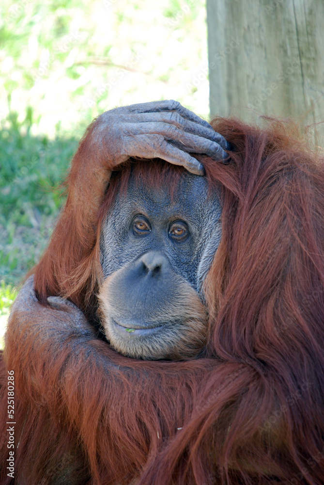 Fototapeta premium Orangutan Portrait 