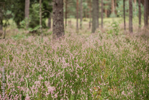 Close-up of delicate pink heathers  Calluna vulgaris  with blurry pine tree trunks in background. Wild nature. Beautiful moment and peaceful atmosphere in nature.
