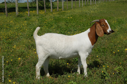 Beautiful female Boer Goats on the farm