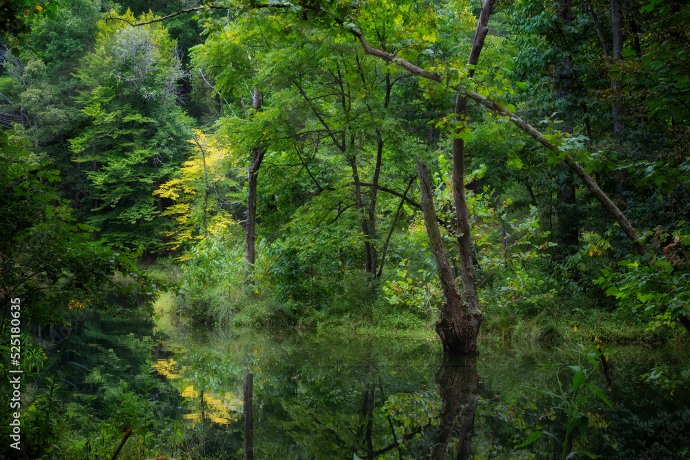 Fototapeta premium Water surrounds a tree in this tranquil wooded setting in Tennessee.