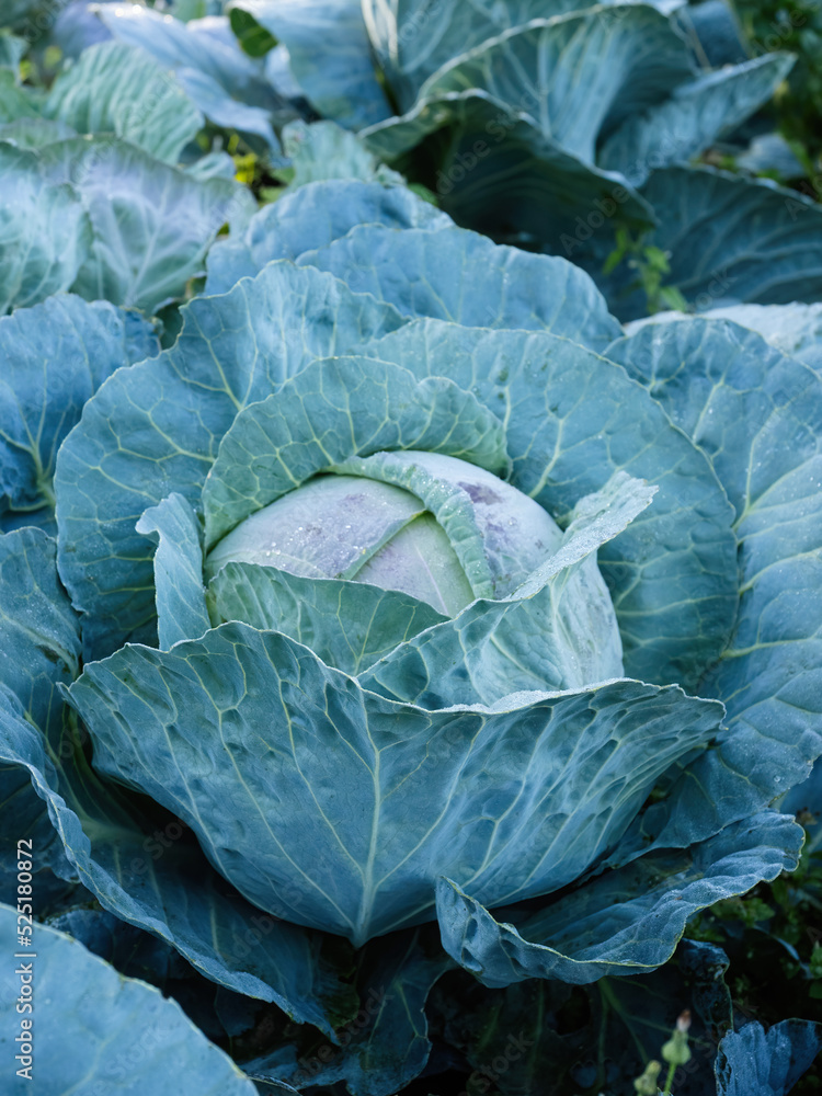 Fresh ripe head of green cabbage (Brassica oleracea) with lots of leaves growing in homemade garden, short before the harvest. Organic farming, healthy food, BIO viands, back to nature concept. Fresh ripe head of green cabbage (Brassica oleracea) with lots of leaves growing in homemade garden, short before the harvest. Organic farming, healthy food, BIO viands, back to nature concept.