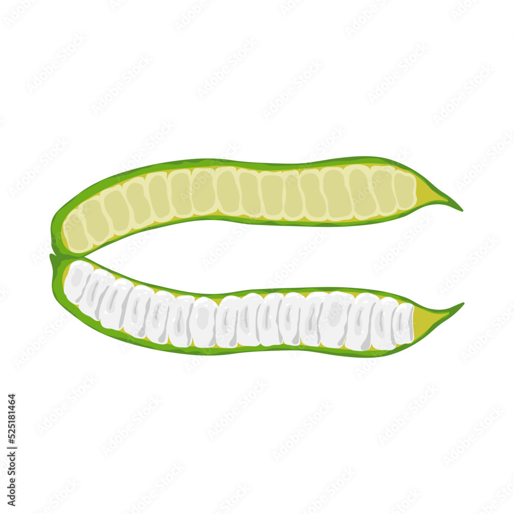 Green beans isolated on white background. Leguminous plant, leguminous fruit. Pods Guaba Ice Cream Beans or Inga Edulis. Vector illustration. Green beans isolated on white background. Leguminous plant, leguminous fruit. Pods Guaba Ice Cream Beans or Inga Edulis. Vector illustration.