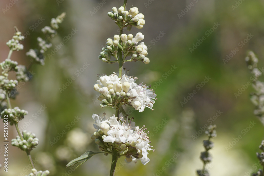 Close up of white flowers of Chasteberry, Abraham's balm, lilac chastetree, monk's pepper (Vitex agnus castus 'Alba'). Family Lamiaceae. Blurred Dutch garden, Summer Close up of white flowers of Chasteberry, Abraham's balm, lilac chastetree, monk's pepper (Vitex agnus castus 'Alba'). Family Lamiaceae. Blurred Dutch garden, Summer