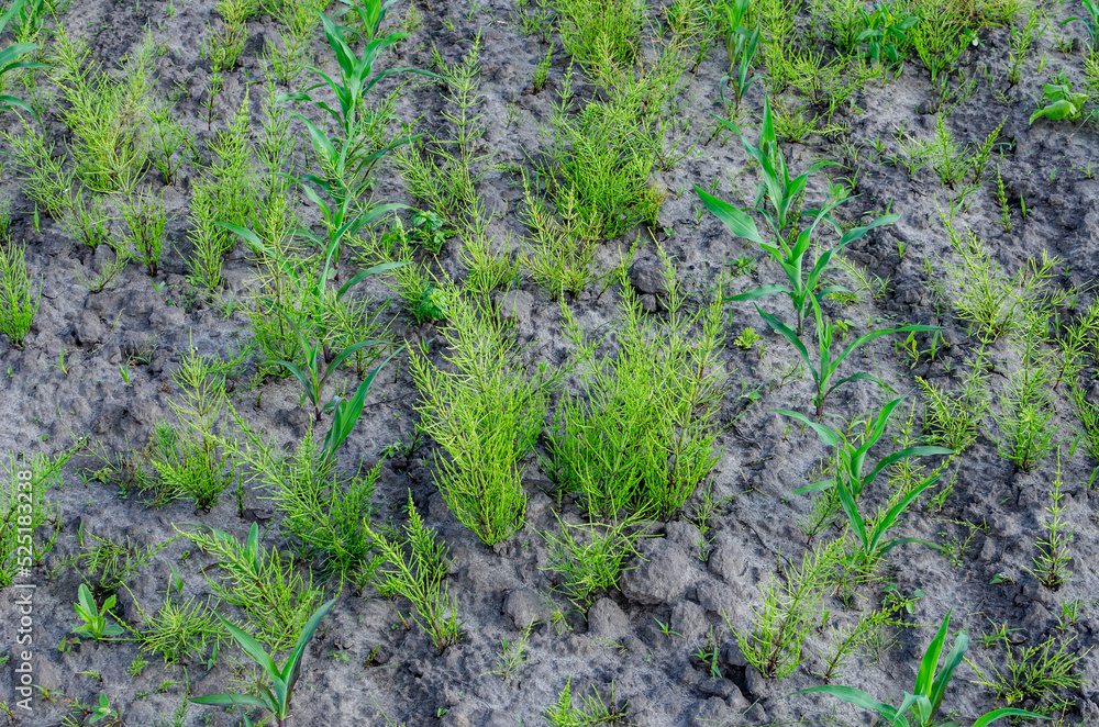 Obraz premium Young field of corn with weeds.