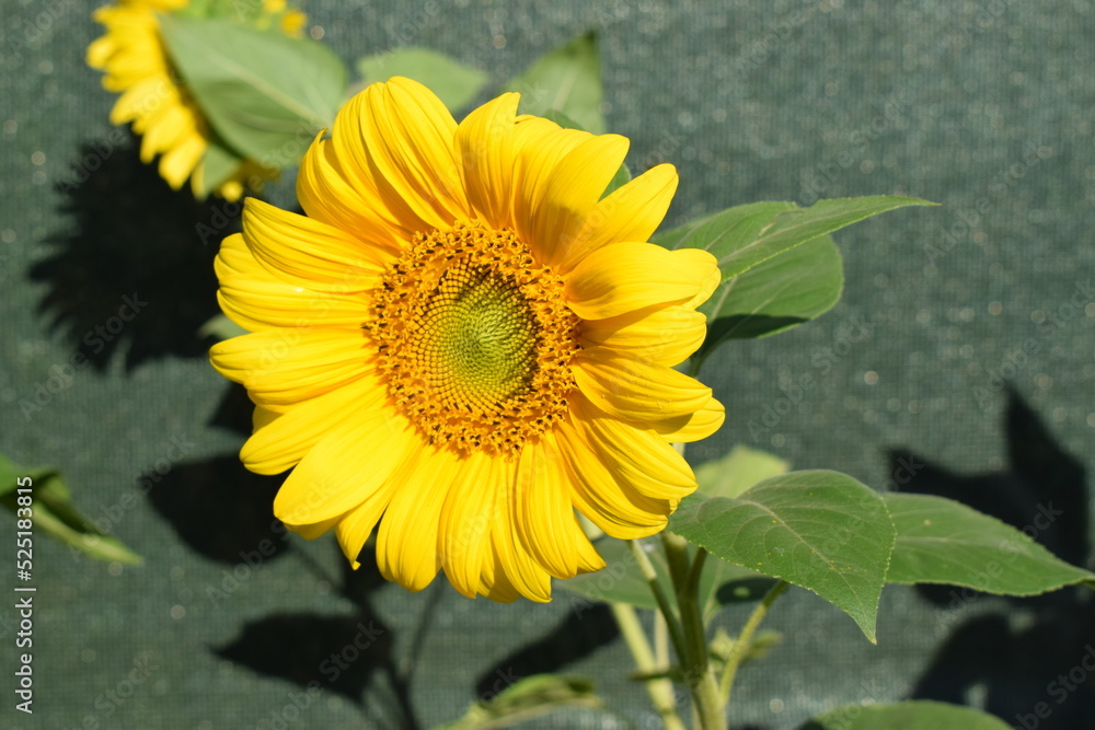Obraz premium sunflower in the garden